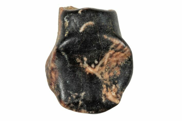 Fossil Nodosaur Tooth - Judith River Formation #260325